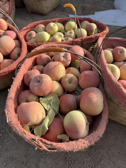 【杨博士甄选】新疆阿克苏冰糖心苹果4.5斤 多仓发货 商品图2