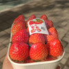 【丹东99草莓】明星产品，一定要尝一尝，娇艳欲滴，草莓娇嫩，部分果子有磕碰属正常现象，请勿介意 商品缩略图3