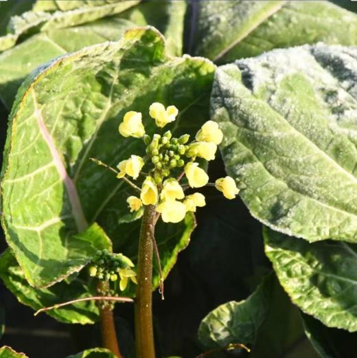 生态红菜苔 | 绿家自产 * Ecological red choy sum | In-House Production 商品图2