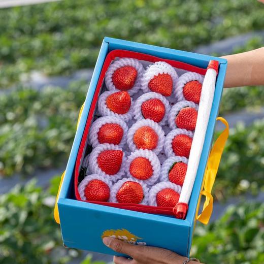 【顺丰空运】正宗攀枝花露天冬草莓 不打膨大剂 甜蜜素 真正成熟后采摘 不喷催红素 还给你小时候的草莓味道 ATX 商品图8