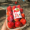 【丹东99草莓】明星产品，一定要尝一尝，娇艳欲滴，草莓娇嫩，部分果子有磕碰属正常现象，请勿介意 商品缩略图2