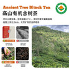 有机古树茶（赤霞晒红）96g/罐 商品缩略图1