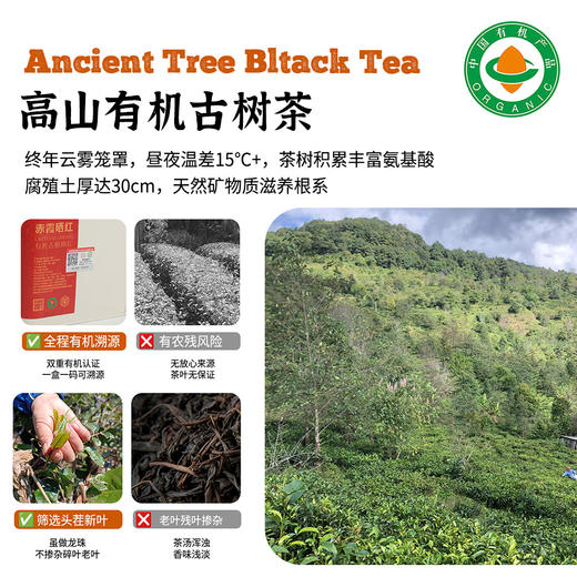 有机古树茶（赤霞晒红）96g/罐 商品图1