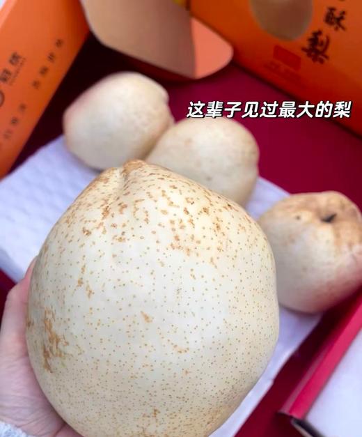 周四取货：【订金链接】璞酥梨，特惠8.8元/斤，一份2个，纯甜无渣！汁水狂多！ 商品图1