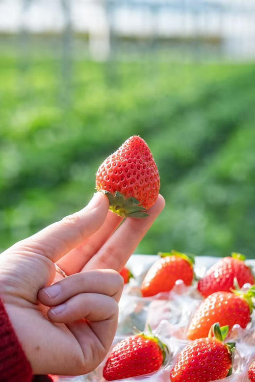 ‼️（草莓大果下单多送半斤）🧧果肉紧实香甜｜大凉山蜜桃小草莓🍓（5天内发完） 商品图0