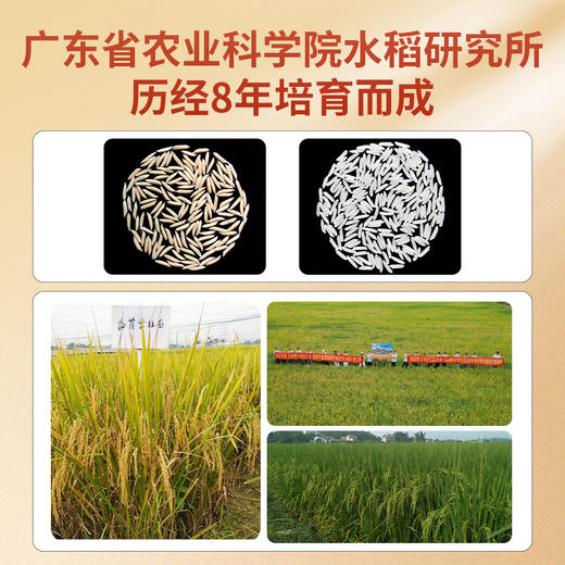 邻家饭香 圣香低谷蛋白大米 5kg 袋 真空双层包装 LJFX313 商品图6