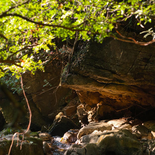新路线｜12.28周日宜良九乡摩索田，徒步探洞农家杀猪饭，超丰富昆明周边游！冬季新路线，成人或亲子都可以参加！ 商品图8