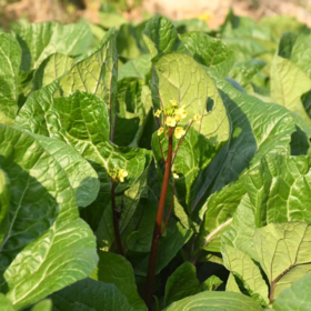 生态红菜苔 | 绿家自产 * Ecological red choy sum | In-House Production