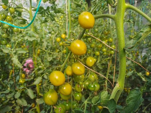 晴甜小番茄  3斤精品果 商品图12