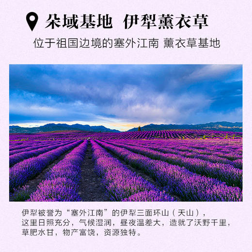 朵域精油   薰衣草味 商品图3