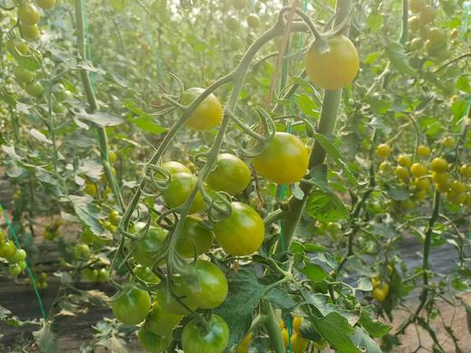 晴甜小番茄  3斤精品果 商品图10