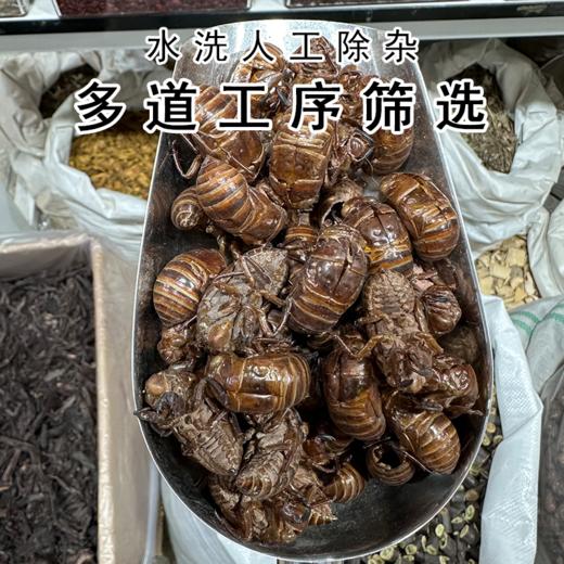 蝉蜕  虫蜕 大蝉蜕 蝉壳 当季新货 商品图2