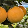 爱媛果冻橙 商品缩略图2