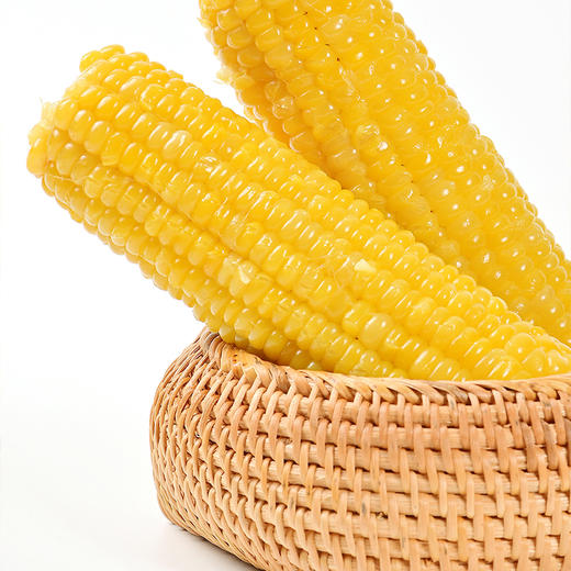 长白山黄糯玉米（黄） 10穗 商品图2