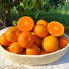 『广西砂糖橘』带叶发货，莹润饱满，甜美脆嫩，无核化渣，清新可口，小巧玲珑 商品缩略图3