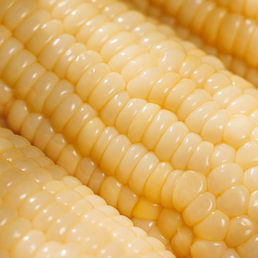明晚10点下架【原高叶酸玉米】【甜糯玉米336】拥有独立种子知识产权 东北黑土地种植 非转基因 锁鲜技术+独立真空包装 微甜不腻AA 商品图5