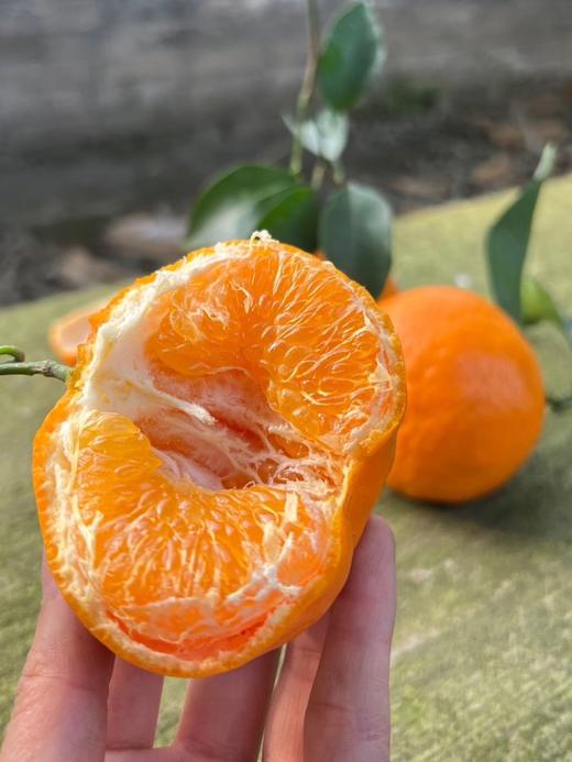 【春见耙耙柑】耙耙柑是产自四川的柑中极品 集“甜、香、嫩、薄、鲜”于一身 是寒冬里北纬30°最甜蜜的遇见-XD 商品图4