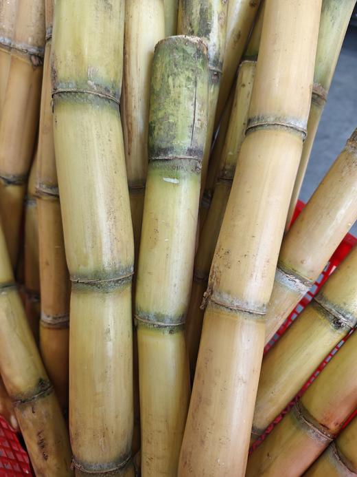 广西黄金甘蔗  甜度高 水分好 不空心4.5/斤 按根算多退少补 可备注削皮切段 商品图0