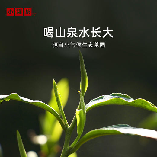 小罐茶 金骏眉红茶 彩多泡单罐装40g（会员下单即赠茶匙*1+试饮*1；2件赠茶匙*2+试饮*2+茶巾*1）【现货】 商品图4