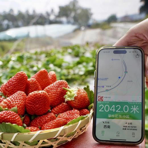 【顺丰空运】正宗攀枝花露天冬草莓 不打膨大剂 甜蜜素 真正成熟后采摘 不喷催红素 还给你小时候的草莓味道 ATX 商品图5