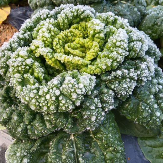 生态黄心乌塌菜 | 绿家自产 * Ecological Yellow-heart Chinese Flat Cabbage | In-House Production 商品图4