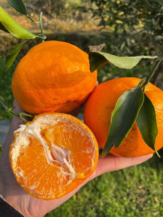 【春见耙耙柑】耙耙柑是产自四川的柑中极品 集“甜、香、嫩、薄、鲜”于一身 是寒冬里北纬30°最甜蜜的遇见-XD 商品图3