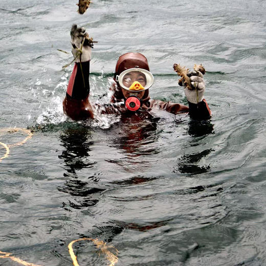 鑫玉龙冻干海参6头礼盒装（净重1.5g*6只）/盒 商品图4