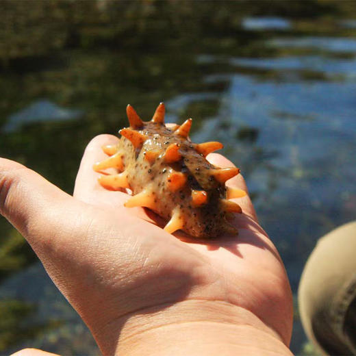 鑫玉龙冻干海参6头礼盒装（净重1.5g*6只）/盒 商品图7