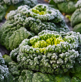生态黄心乌塌菜 | 绿家自产 * Ecological Yellow-heart Chinese Flat Cabbage | In-House Production