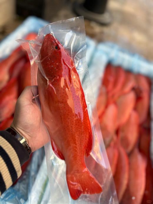 & 海钓东星斑🐠高端好食材，鲜嫩十足💯当天上岸活冻 商品图6