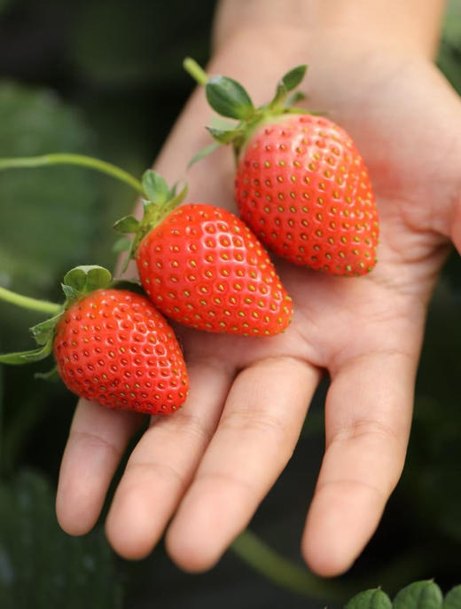 ‼️（草莓大果下单多送半斤）🧧果肉紧实香甜｜大凉山蜜桃小草莓🍓（5天内发完） 商品图1