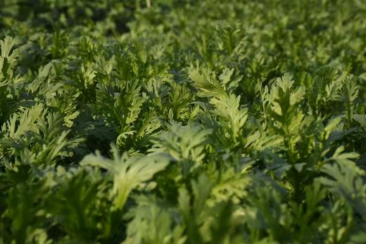 生态皇帝菜（小叶茼蒿） | 绿家自产* Ecological Chrysanthemum coronarium | In-House Production 商品图1