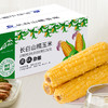长白山黄糯玉米（黄） 10穗 商品缩略图0