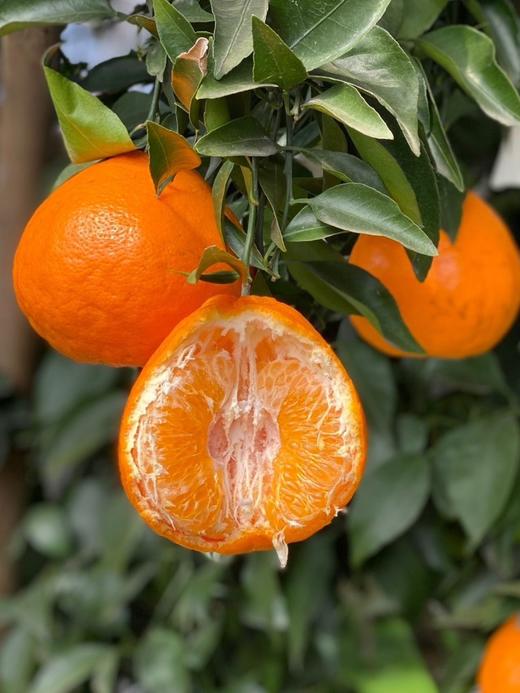 【春见耙耙柑】耙耙柑是产自四川的柑中极品 集“甜、香、嫩、薄、鲜”于一身 是寒冬里北纬30°最甜蜜的遇见-XD 商品图1