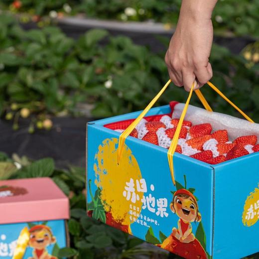 【顺丰空运】正宗攀枝花露天冬草莓 不打膨大剂 甜蜜素 真正成熟后采摘 不喷催红素 还给你小时候的草莓味道 ATX 商品图9