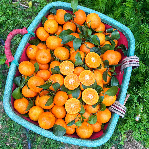 『广西砂糖橘』带叶发货，莹润饱满，甜美脆嫩，无核化渣，清新可口，小巧玲珑 商品图6