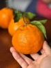【春见耙耙柑】耙耙柑是产自四川的柑中极品 集“甜、香、嫩、薄、鲜”于一身 是寒冬里北纬30°最甜蜜的遇见-XD 商品缩略图5