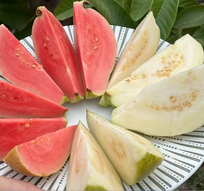 【草莓红心芭乐，奶油白心芭乐任选】后院品控水果落地季【哈尔滨落地配送】【自然熟软心甜芭乐香甜可口】【落地配】无污染生态果