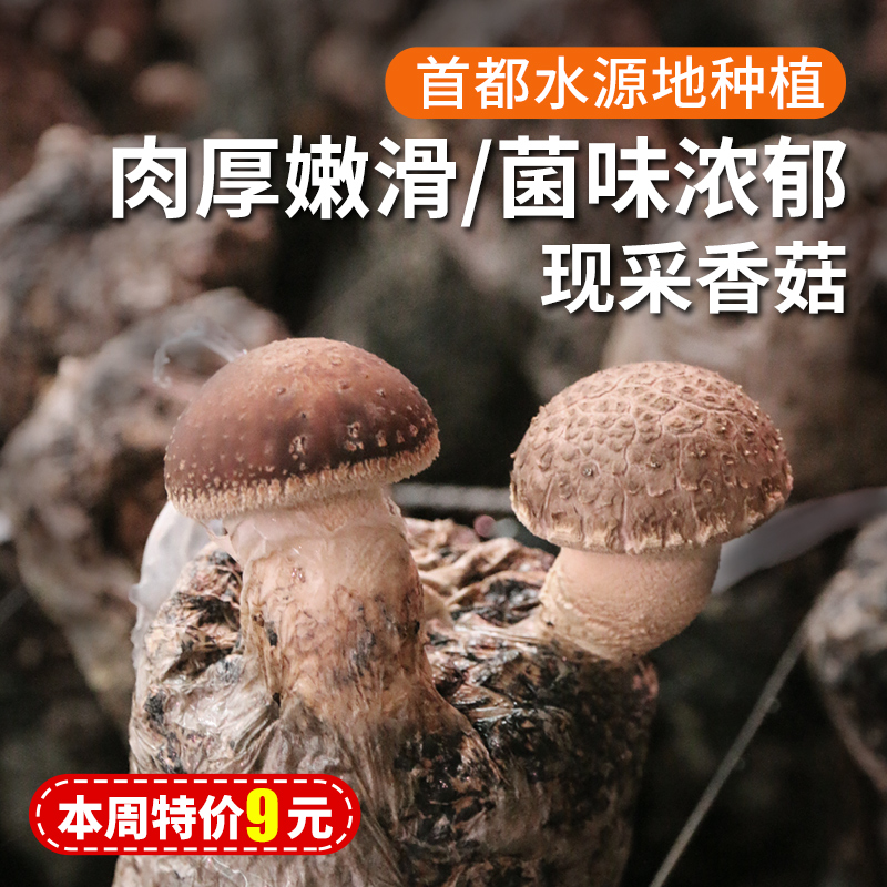 每日现采  密农人家香菇  自然生长  菌肉饱满  口味香浓  
 300g