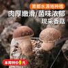 每日现采  密农人家香菇  自然生长  菌肉饱满  口味香浓  
 300g 商品缩略图0