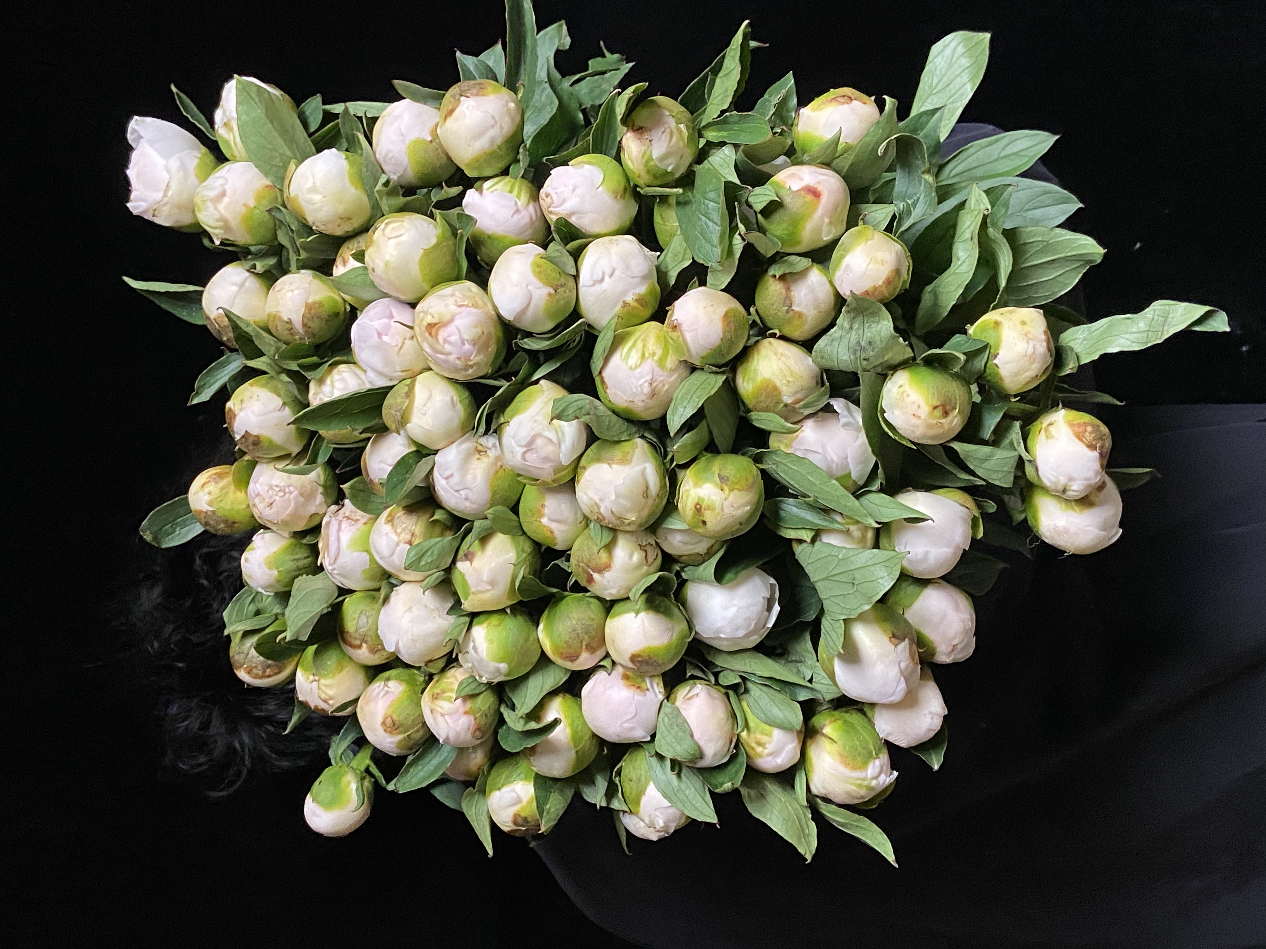 新西兰花材 | 芍药艾德先生 Mr ed（有色差，介意慎拍 ）