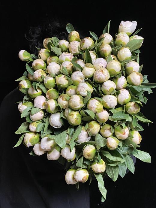 新西兰花材 | 芍药艾德先生 Mr ed（有色差，介意慎拍 ） 商品图0