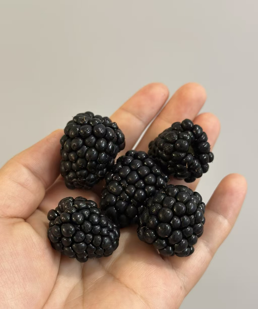 黑莓，基地自采，没用怡颗莓的标，性价比高