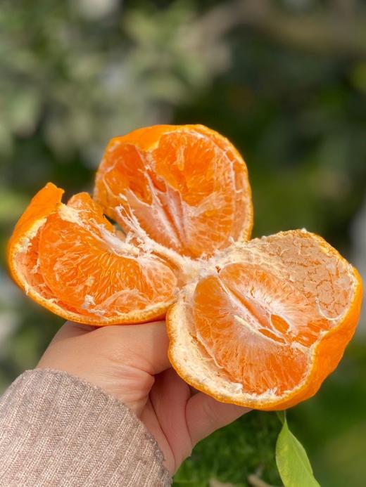 【春见耙耙柑】耙耙柑是产自四川的柑中极品 集“甜、香、嫩、薄、鲜”于一身 是寒冬里北纬30°最甜蜜的遇见-XD 商品图9