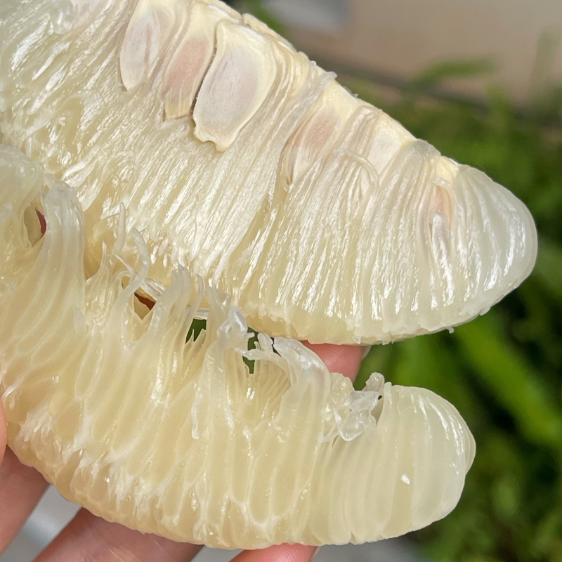 江永老树沙田柚（香柚）中国香柚之乡