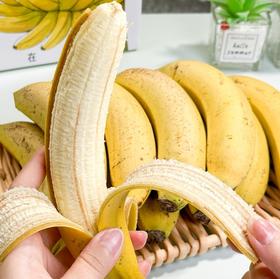 【绿色健康】高州香蕉 家庭装5斤 营养丰富坏果包赔