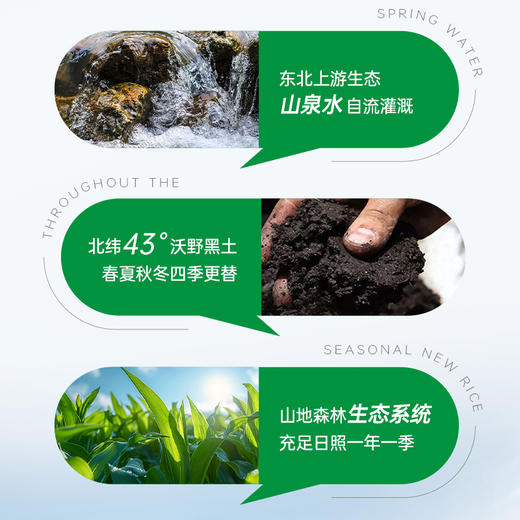 长白山黄糯玉米（黄） 10穗 商品图5