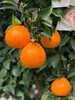 【春见耙耙柑】耙耙柑是产自四川的柑中极品 集“甜、香、嫩、薄、鲜”于一身 是寒冬里北纬30°最甜蜜的遇见-XD 商品缩略图2