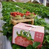 【顺丰空运】正宗攀枝花露天冬草莓 不打膨大剂 甜蜜素 真正成熟后采摘 不喷催红素 还给你小时候的草莓味道 ATX 商品缩略图10
