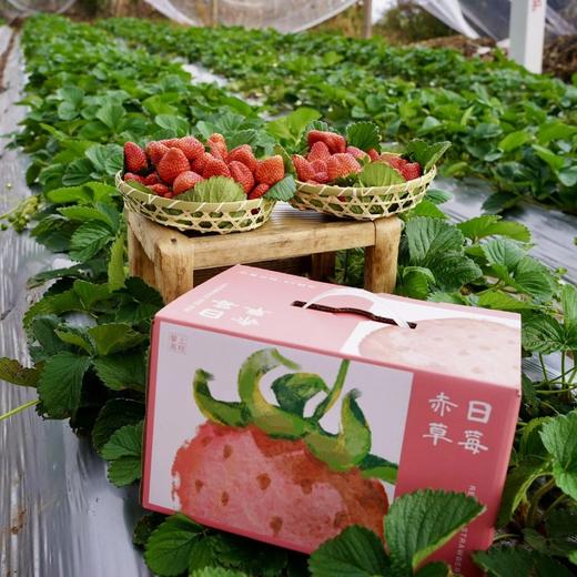 【顺丰空运】正宗攀枝花露天冬草莓 不打膨大剂 甜蜜素 真正成熟后采摘 不喷催红素 还给你小时候的草莓味道 ATX 商品图10